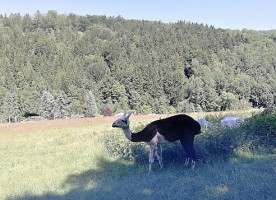 Saloon Zum Grizzly outside
