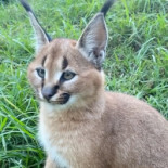 Risto Pizza Il Cavallino Am Nürburgring Bebida