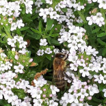 Samowar Tea Records Boisson