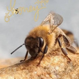 Samowar Tea Records Boisson