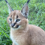 Dauchingen Extérieur