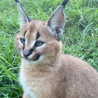 Express Döner drink