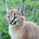 Pizzastar Ingolstadt Boisson