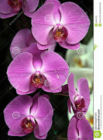 Asia Orchidee Thai & Sushi 
