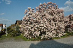 Magnolia outside