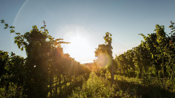 Weingut Und Gästehaus Estelmann outside