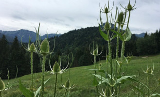 Alpe Kobel outside