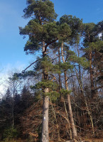 Wanderhütte Bochingen outside