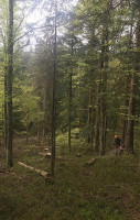 Schwarzwald-gasthof Rößle outside