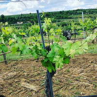 Weingut Guenter And Renate Nastl outside