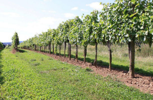 Weingut Weiszbart outside