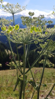 Schützingalm outside