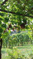 Weingut Und Buschenschank Palz (vulgo Serbeth) outside