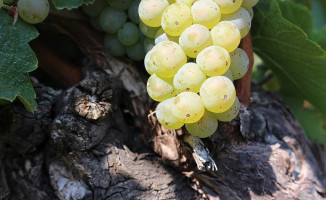 Weinhof Heuriger Im Hof Marek food