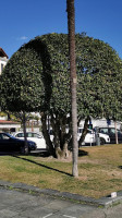 Al Torchio outside
