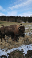 Christian Lecomte, Auberge Des Bisons outside