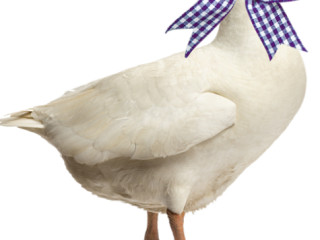 Heinrich Ganseforth Bäckerei
