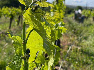 Weingut Möhn