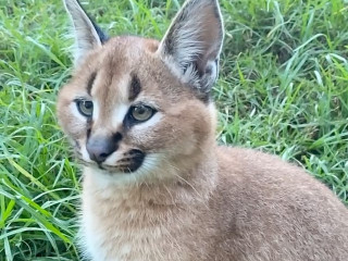 Gasthof Pension Weißes Rössl