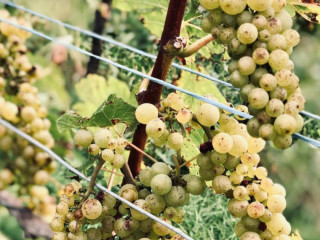 Weingut Engelhof Gebrüder Netzhammer Gbr