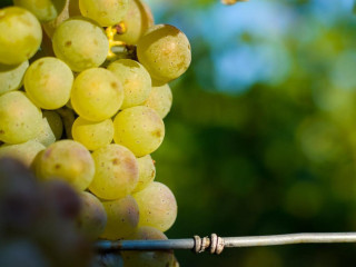 Mertz Weingut