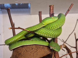 Schlangen Zoo Eschlikon