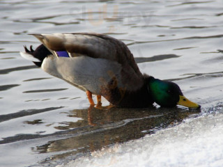 Erpel Am Türlersee