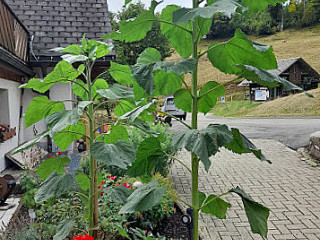 Sonnenwinkel Hütte