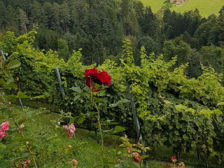 Trautenburg Stub'n, Ab Karsamstag Bis Ende Oktober 2023, Immer Samstag Dienstag 12.00 20.00uhr Durchgehend Warme Küche