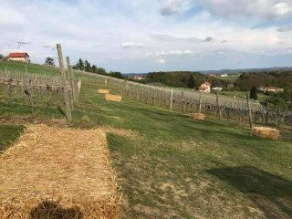 Weingut-buschenschank Maurer At Hohenberg