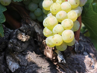 Weinhof Heuriger Im Hof Marek