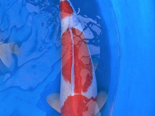 Koi Schweiz