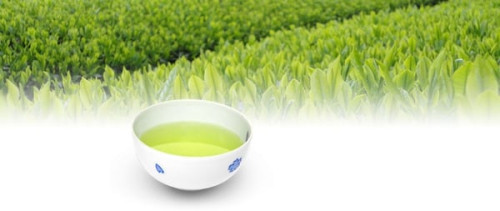 Icho Tee - Grüntee Genuss Aus Japan
