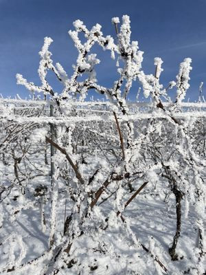 Dohlmühle - Flonheim Rheinhessen